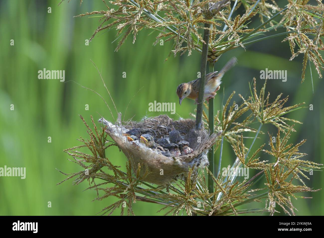 Streaked Fantail Warbler nourrit leurs poussins Banque D'Images