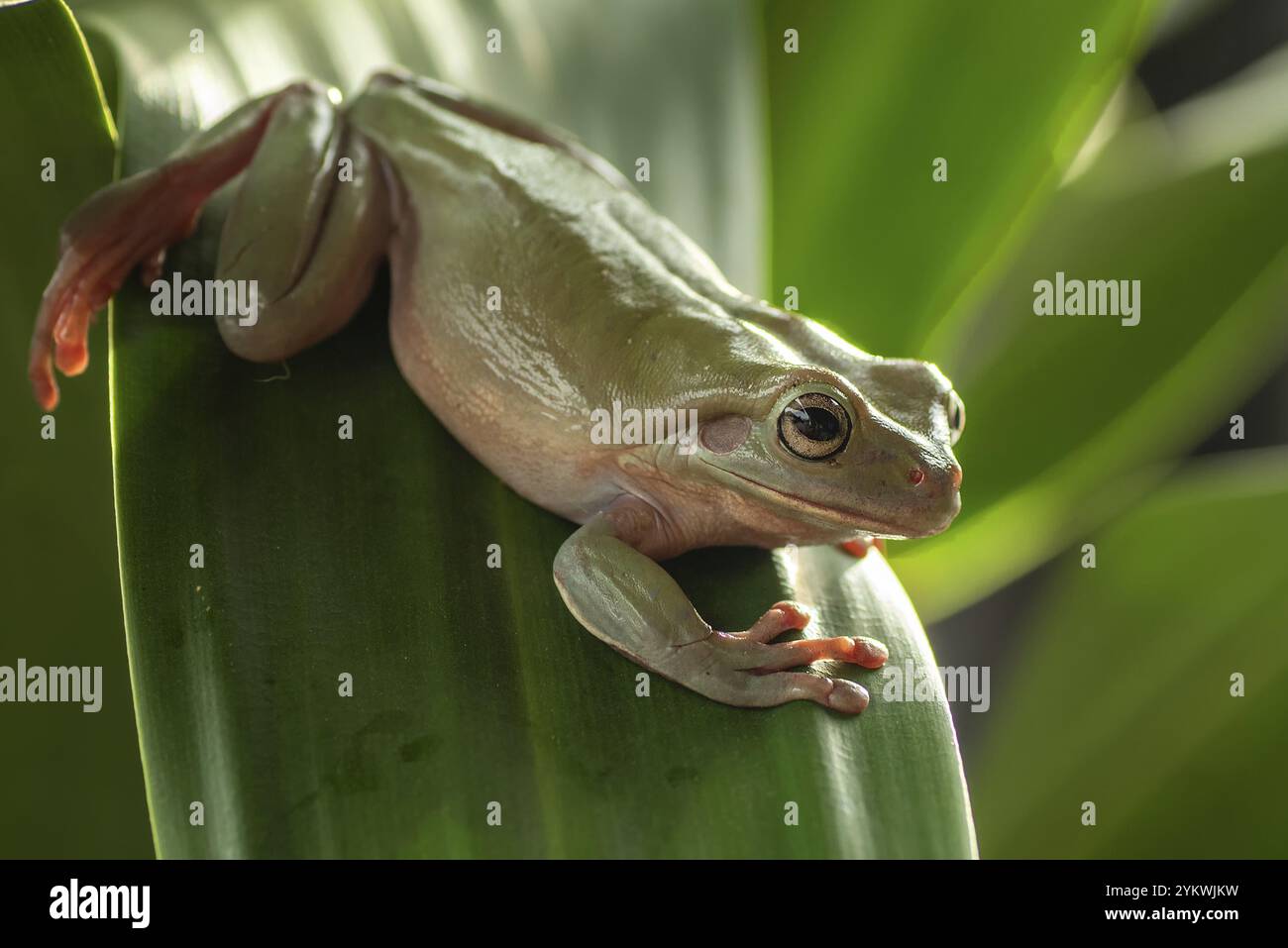 White-lipped tree frog Banque D'Images