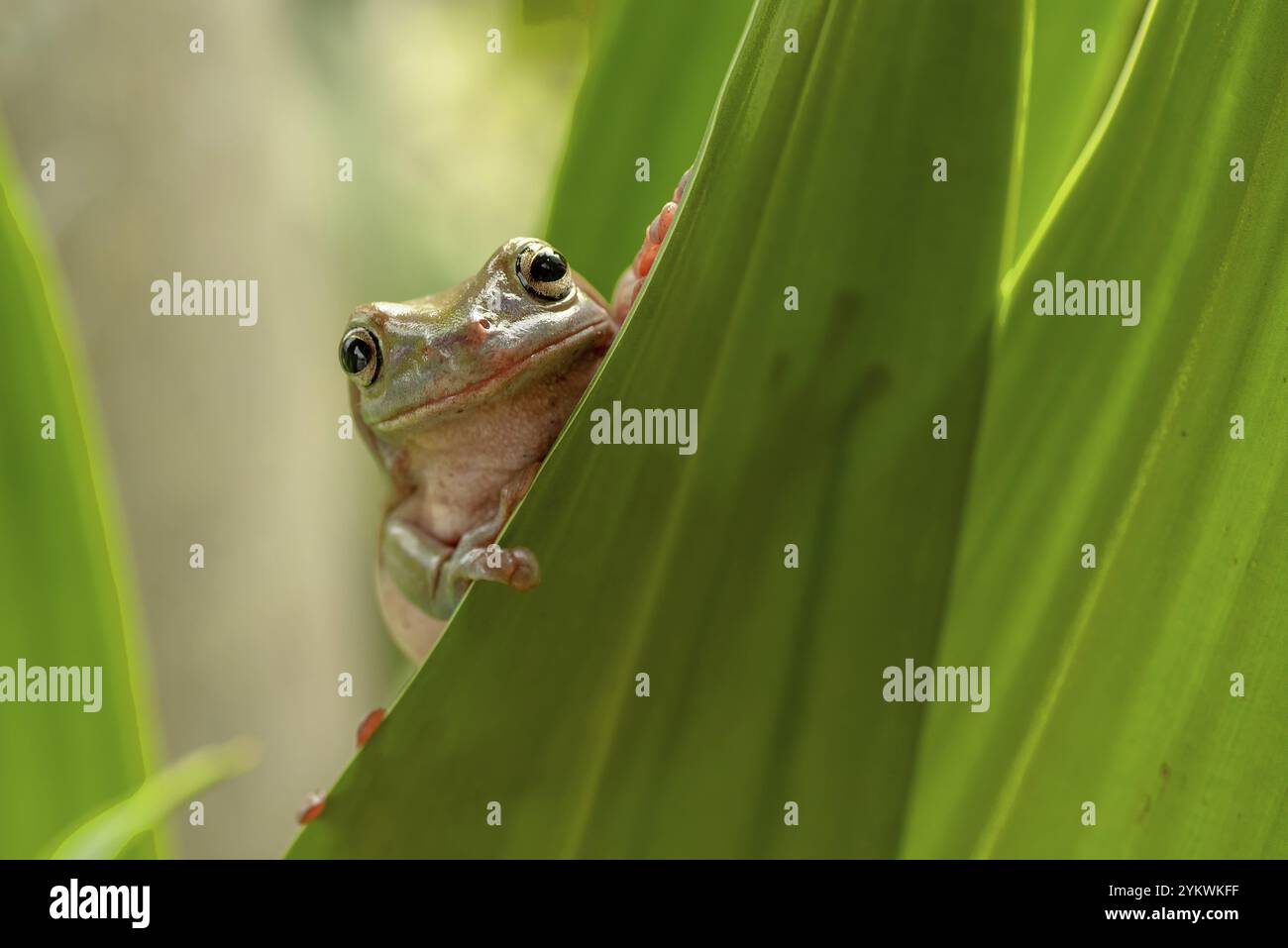 White-lipped tree frog Banque D'Images