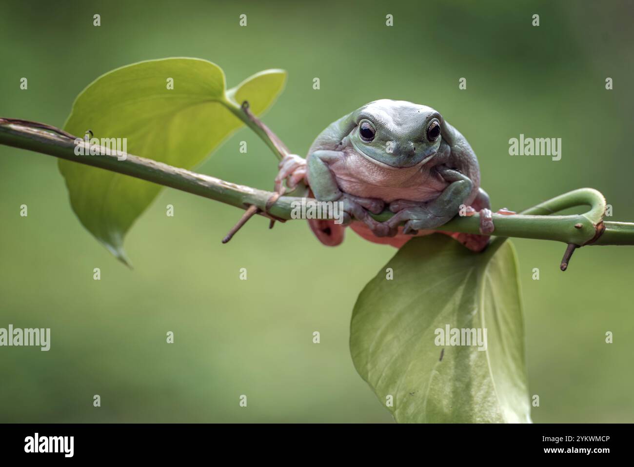 Grenouille à poussière sur une branche d'arbre Banque D'Images