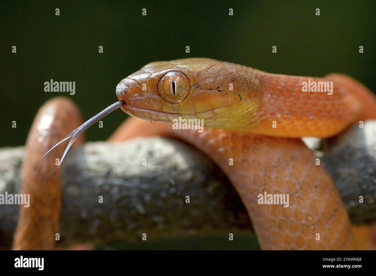 Le serpent boiga rouge attrape une proie Banque D'Images