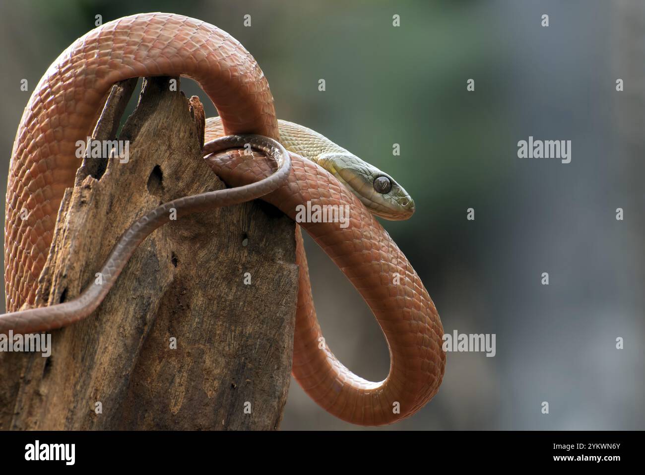 Serpent de chat à tête noire (Boiga nigriceps) enroulé autour du tronc de l'arbre Banque D'Images