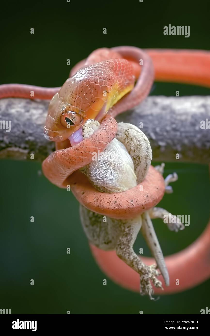 Bébé serpent boiga rouge, mangeant un lézard Banque D'Images