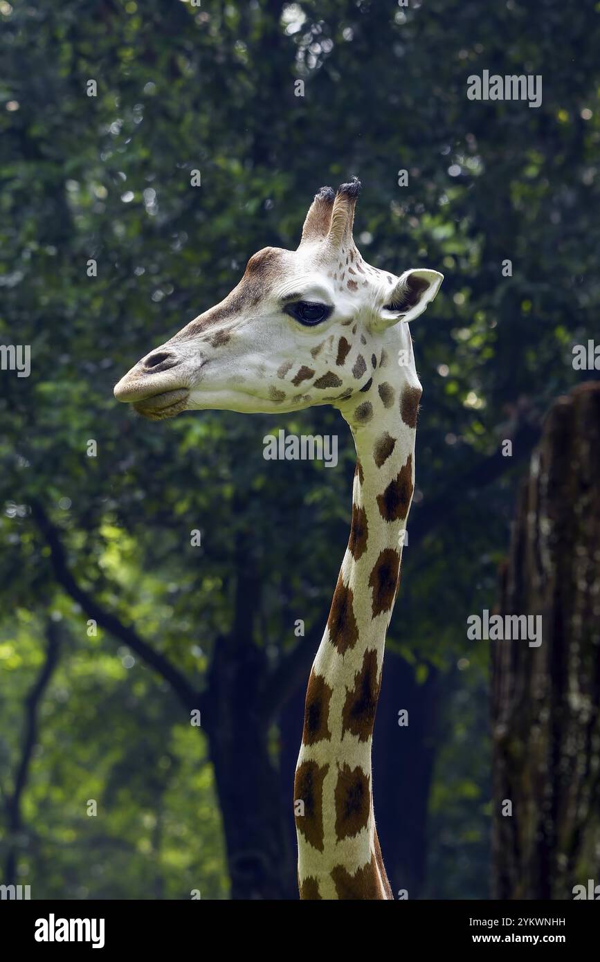 Portrait d'une girafe dans leur cage Banque D'Images