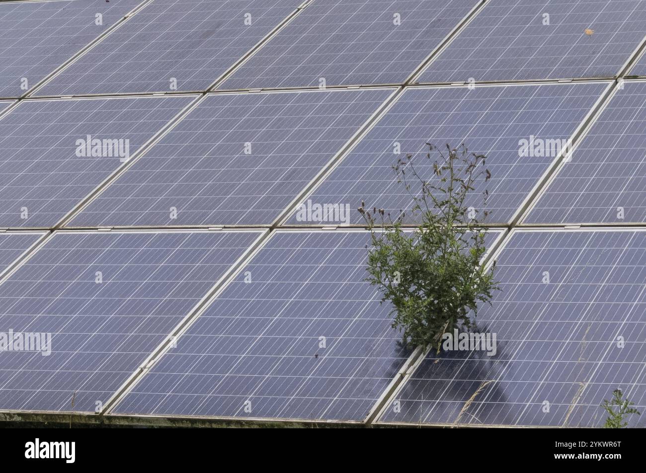 Petite plante poussant à travers des panneaux solaires dans un champ, soulignant la nécessité de solutions énergétiques durables qui coexistent avec la nature Banque D'Images