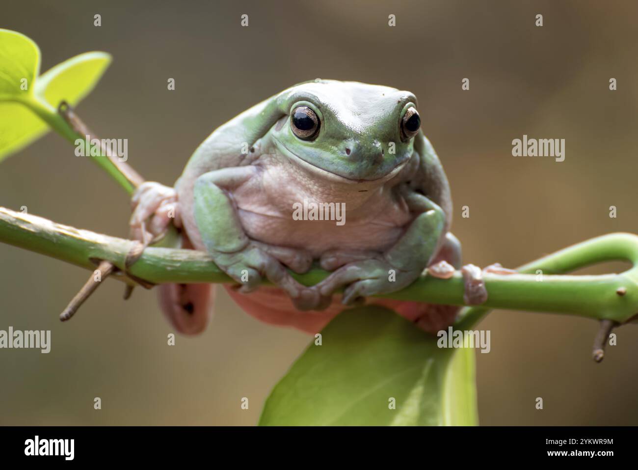 Grenouille d'arbre blanc australienne sur les tendrils d'arbre Banque D'Images
