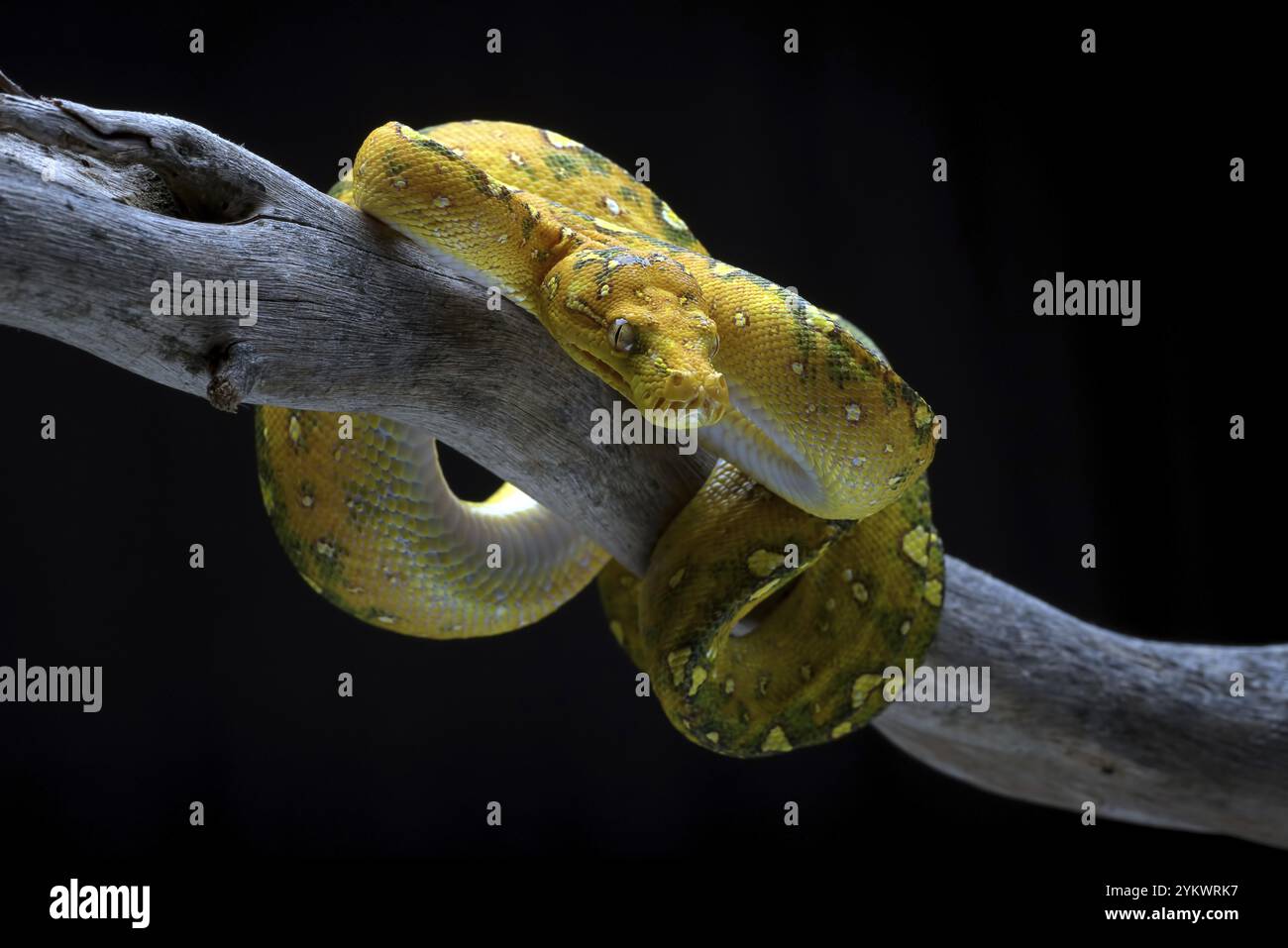 Arbre vert phyton enroulé autour d'une branche d'arbre Banque D'Images