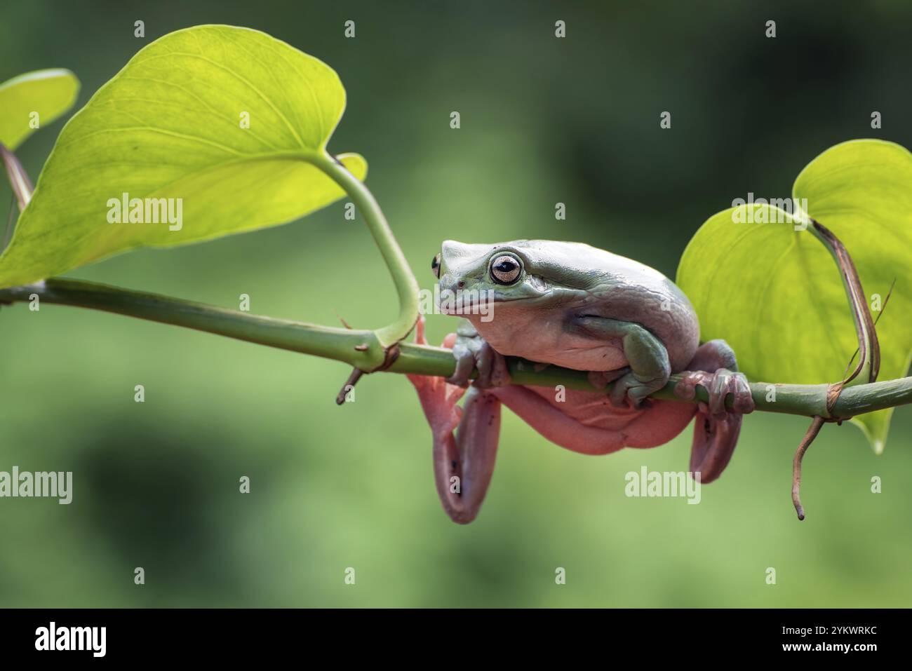 Grenouille à poussière sur une branche d'arbre Banque D'Images