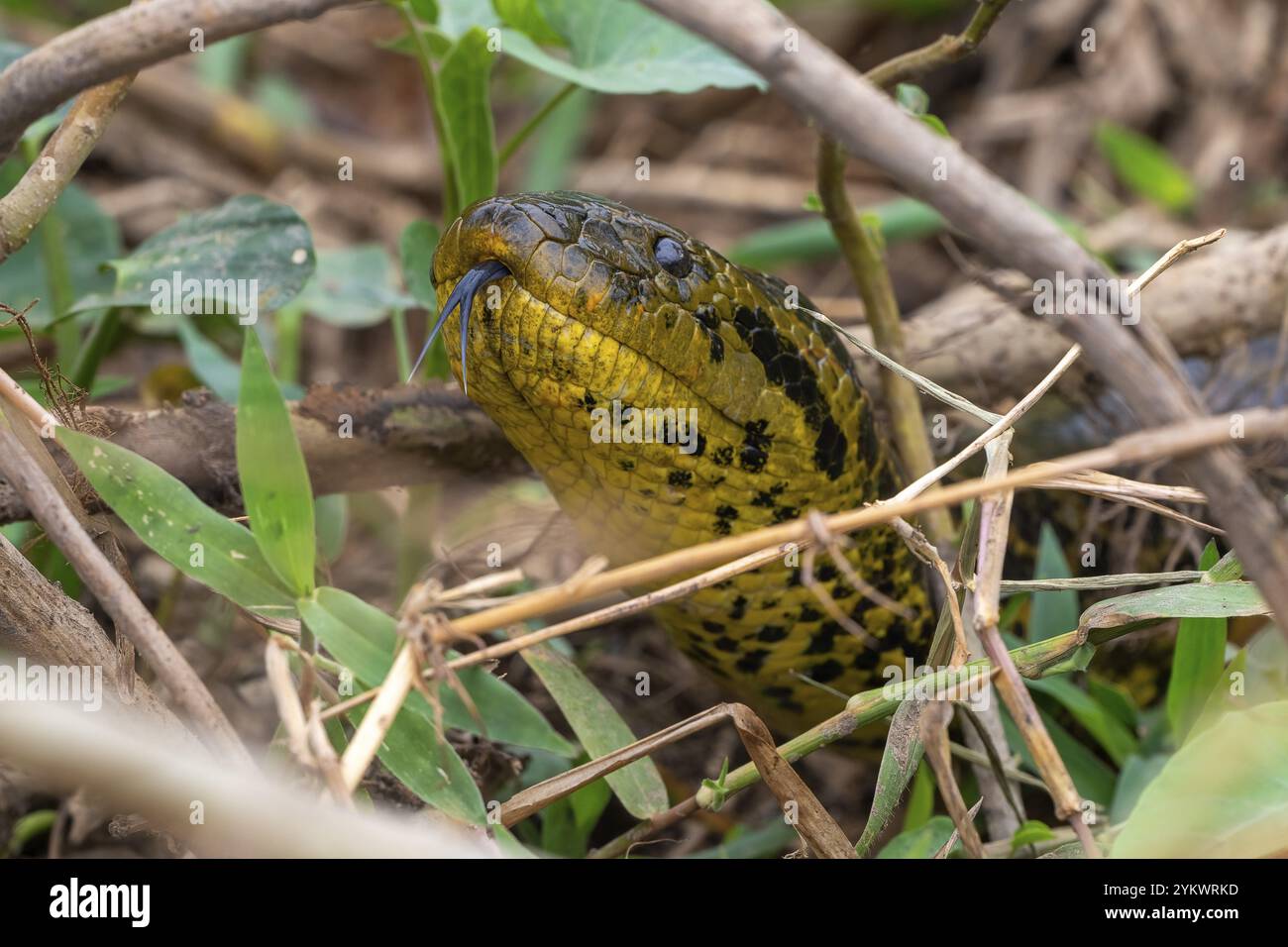 Anaconda jaune (Eunectes notaeus), également connu sous le nom d'anaconda du Paraguay ou anaconda du sud, boa (Boidae), portrait d'animaux, Pantanal, intérieur des terres, zone humide, ONU Banque D'Images