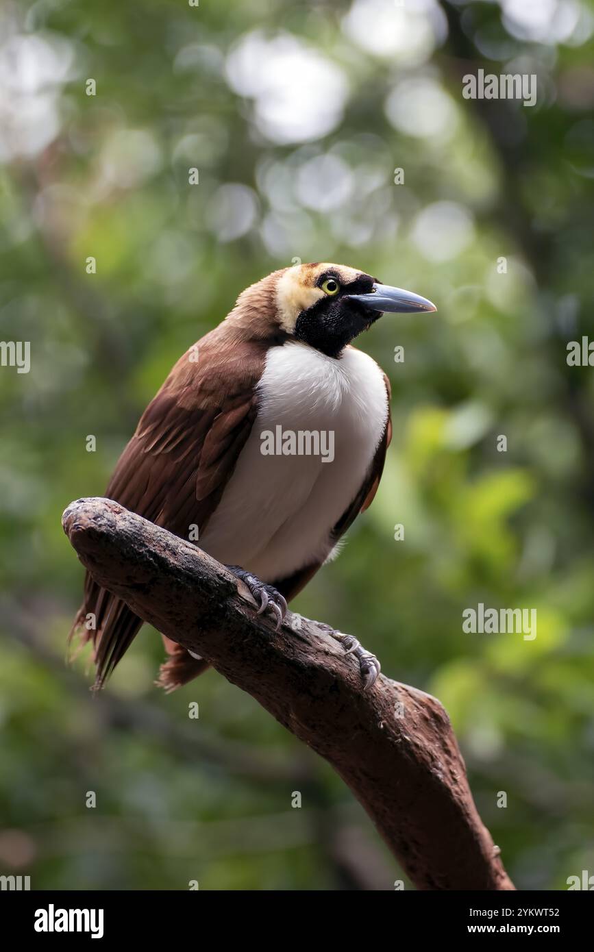 Oiseau Cendrawasih perché sur une branche d'arbre Banque D'Images
