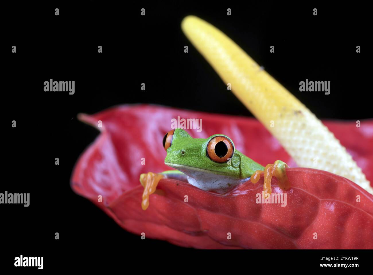 Gros plan photo d'une grenouille arboricole aux yeux rouges Banque D'Images
