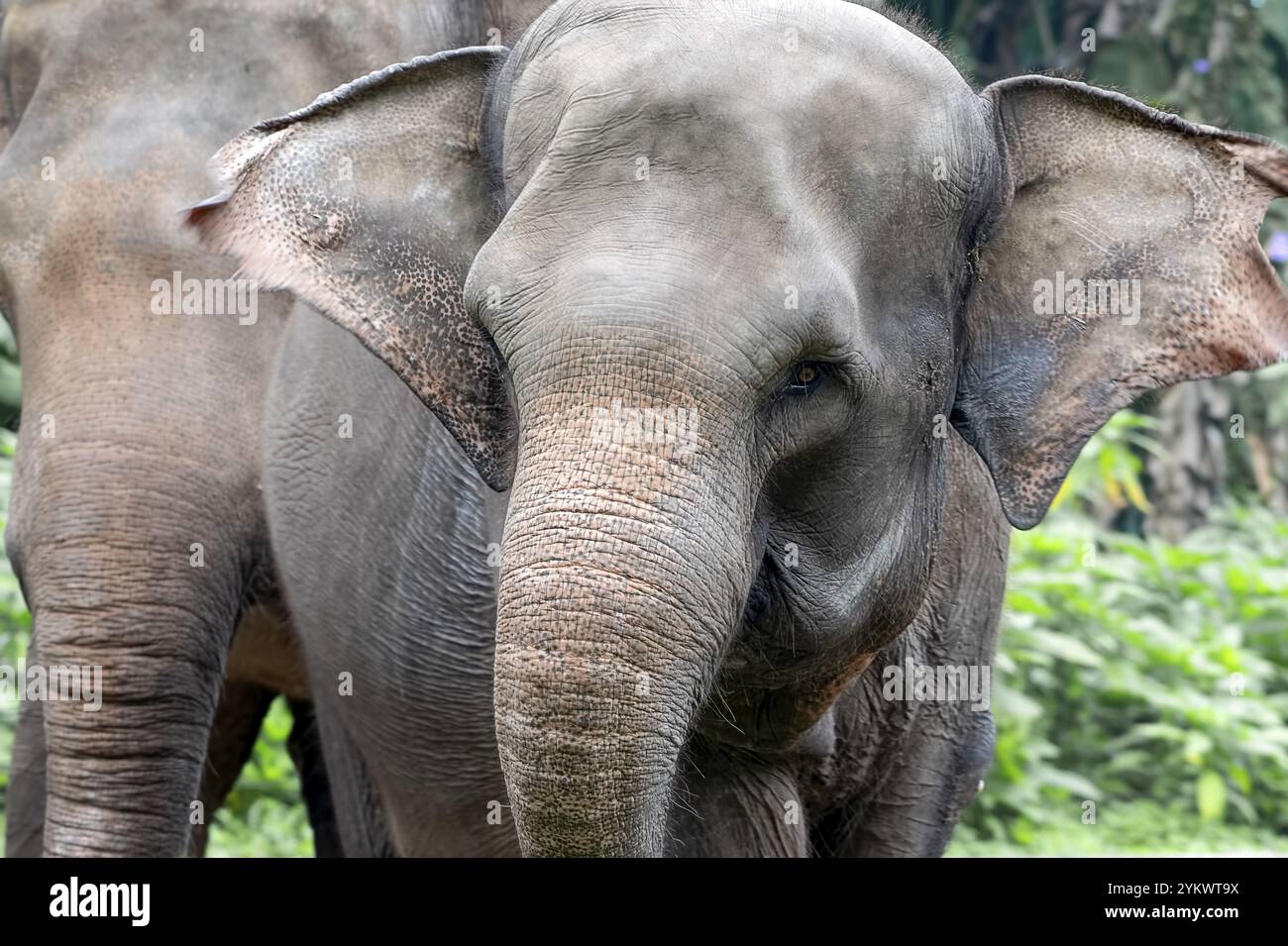 Photo en gros plan de l'éléphant de Sumatra Banque D'Images