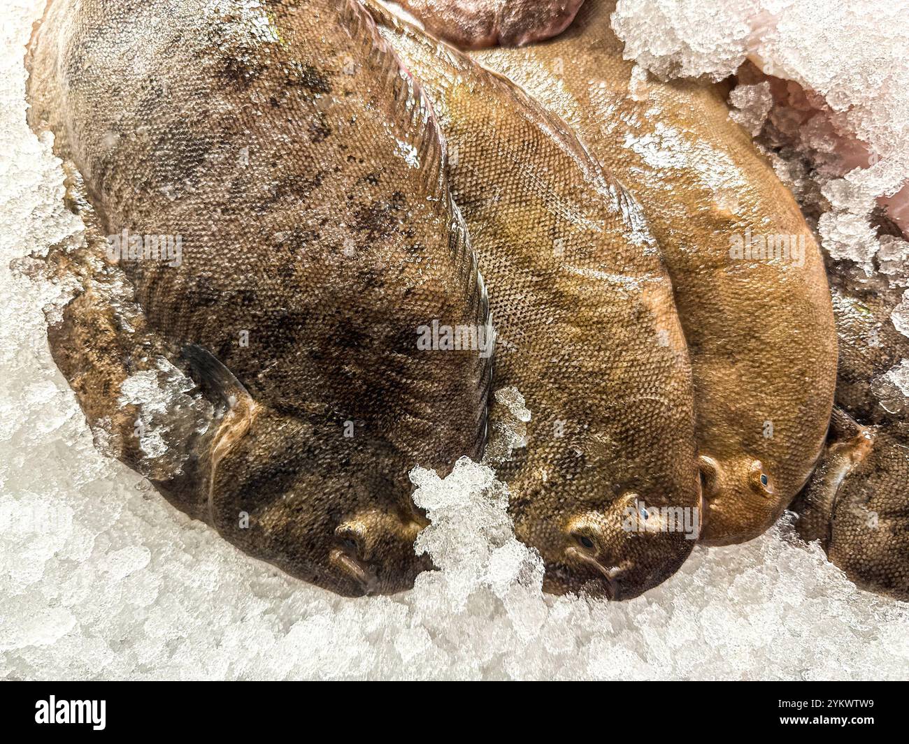 Poisson de sole de Douvres frais sur glace Banque D'Images