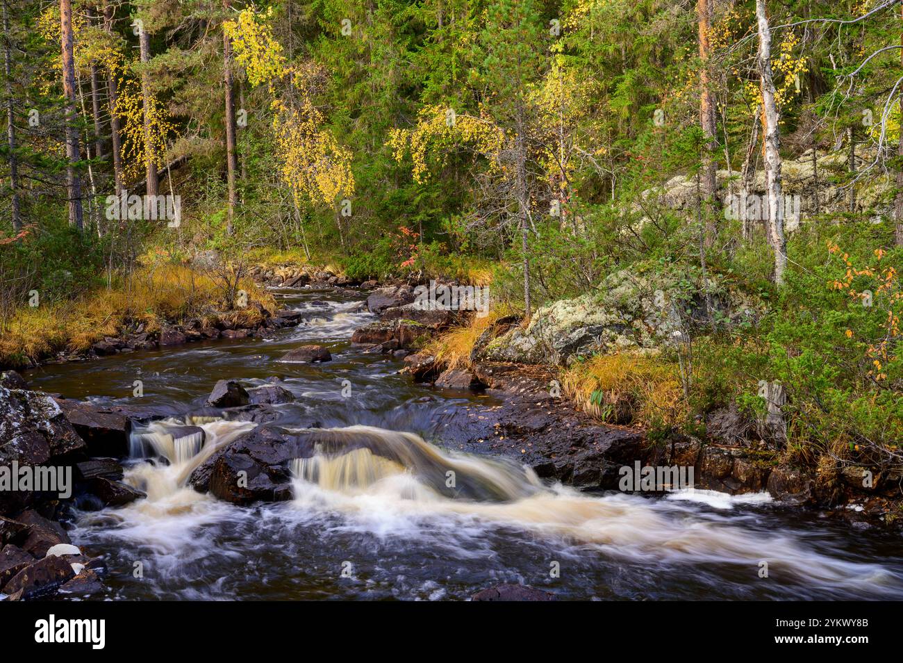 Cascade aux couleurs d'automne dans le parc national de Hamra, rivière Svartån, Suède Banque D'Images