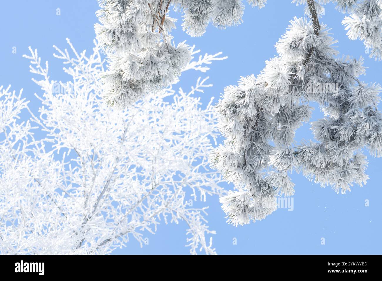 Arbres couverts de neige. Forêt d'hiver.. Banque D'Images