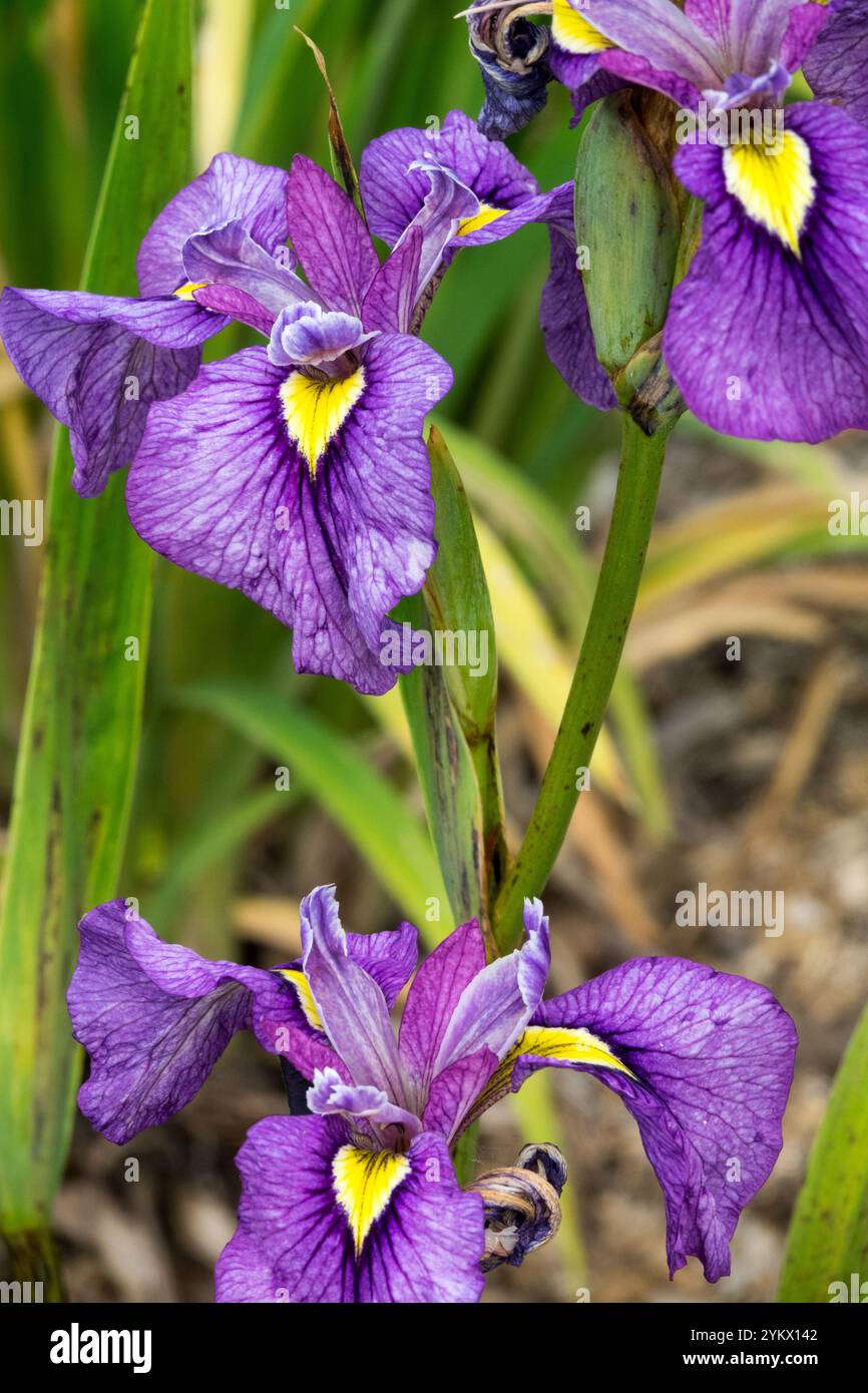 Iris japonais x pseudonyme 'Shiryukyo' fleur d'iris bleu Banque D'Images