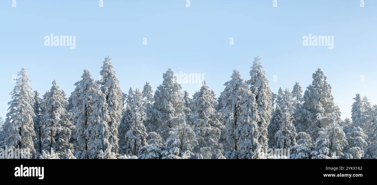 Arbres couverts de neige. Forêt d'hiver. Banque D'Images