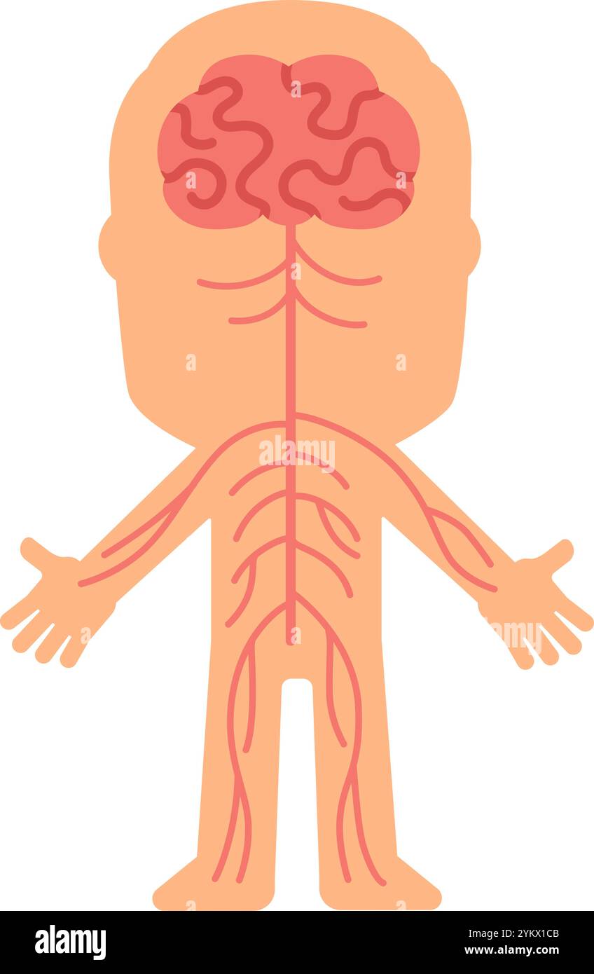 Système nerveux central contrôlant les fonctions du corps par le réseau de nerfs s'étendant du cerveau aux membres, illustration simplifiée pour l'éducation Illustration de Vecteur