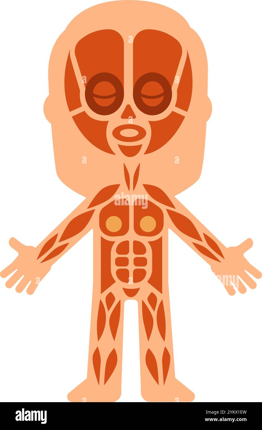 Dessin animé du corps humain montrant le système musculaire avec des muscles mis en évidence en orange, y compris les muscles du visage, adapté à des fins éducatives et médicales Illustration de Vecteur