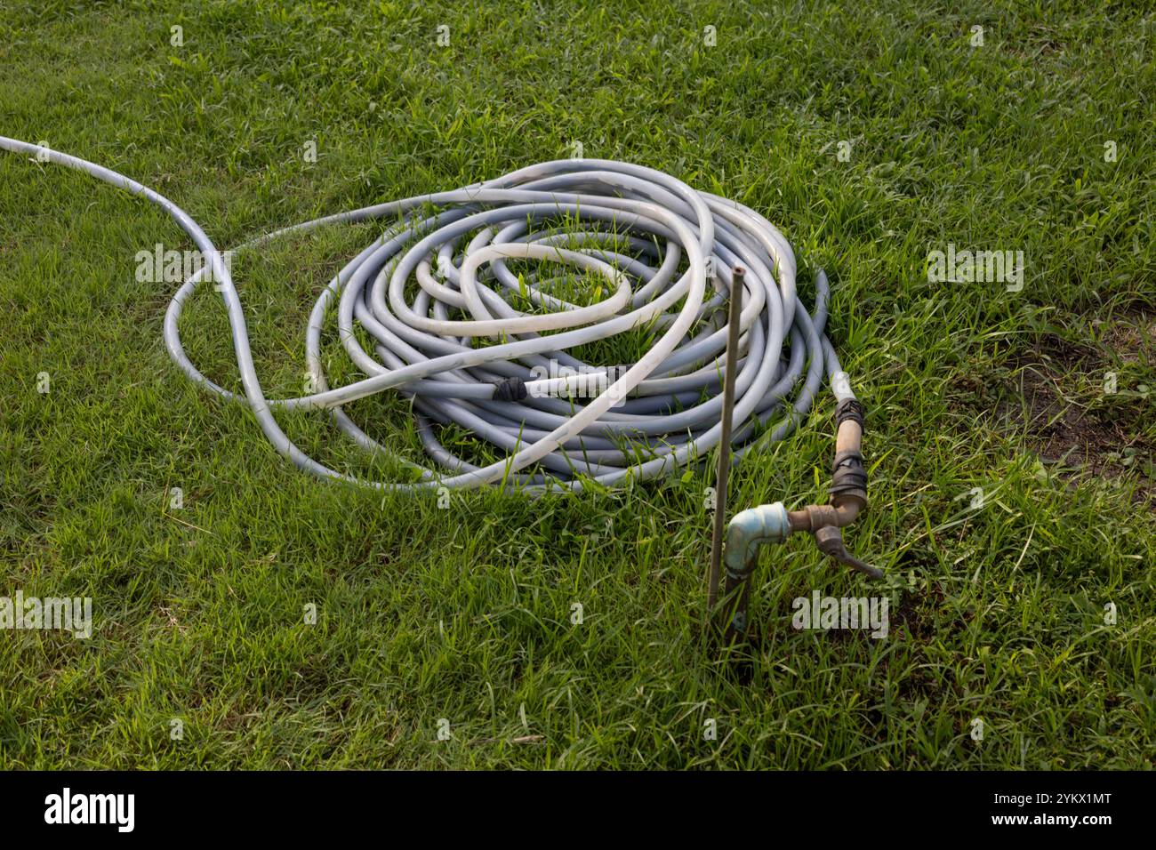 Un long tuyau repose sur l'herbe. Le tuyau est relié à une source d'eau, photo dans le jardin. Banque D'Images