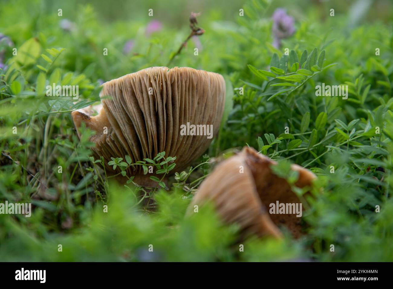 Champignons sauvages poussant dans la forêt boréale du nord du Canada, territoire du Yukon. Banque D'Images