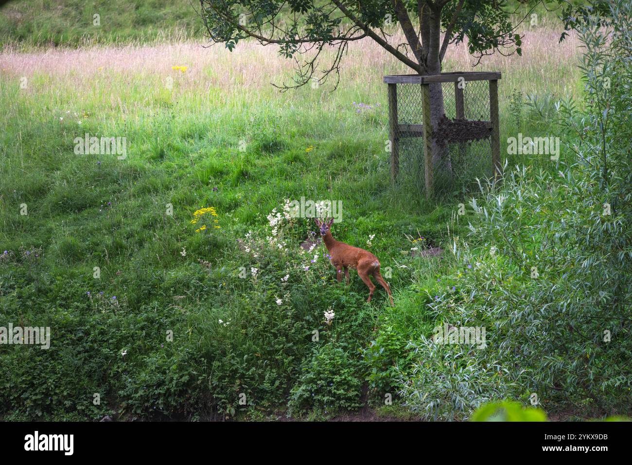 Marcher dans les Yorkshire dales en été et apercevoir un cerf Roe, Angleterre Banque D'Images