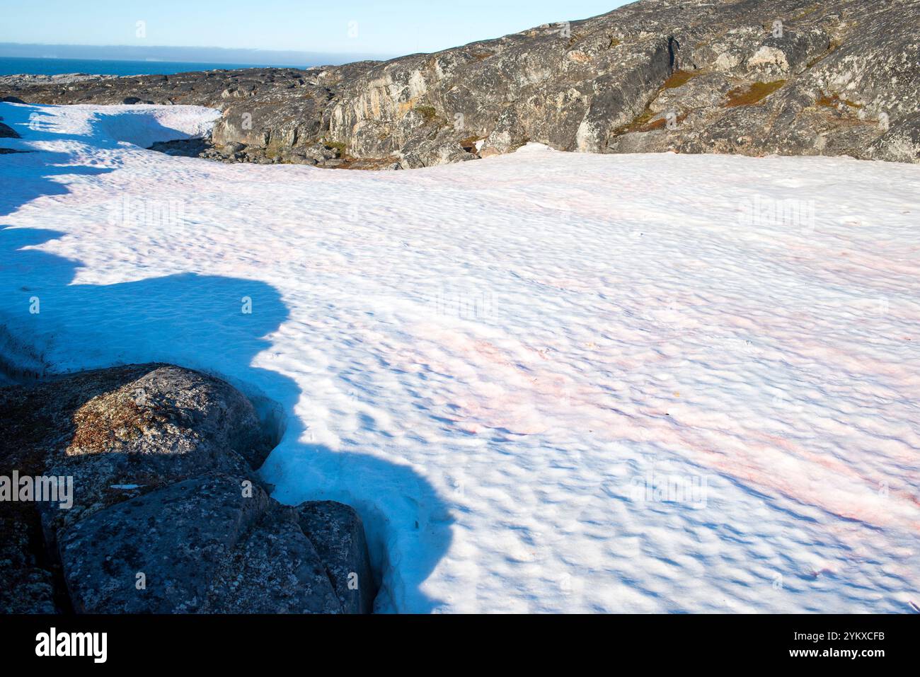 La neige rouge tache le paysage blanc immaculé du Groenland, créant un contraste saisissant avec la nature sauvage glacée. Ce phénomène, connu sous le nom de 'waterme Banque D'Images
