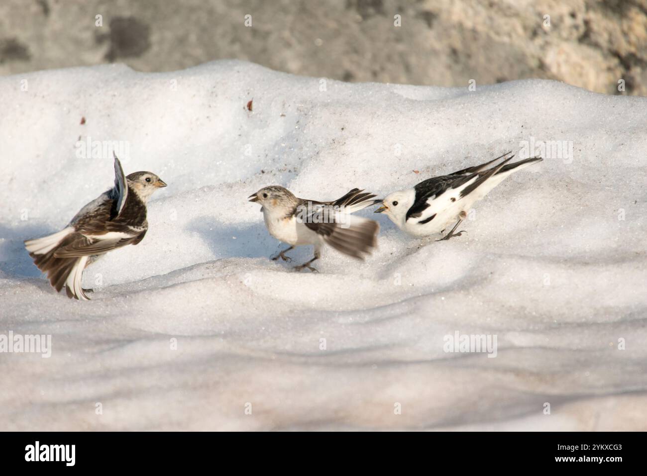 Deux bandelettes de neige femelles (Plectrophenax nivalis) et un mâle se livrent à une brève confrontation sur le paysage enneigé du Groenland. Les oiseaux, avec leur Banque D'Images