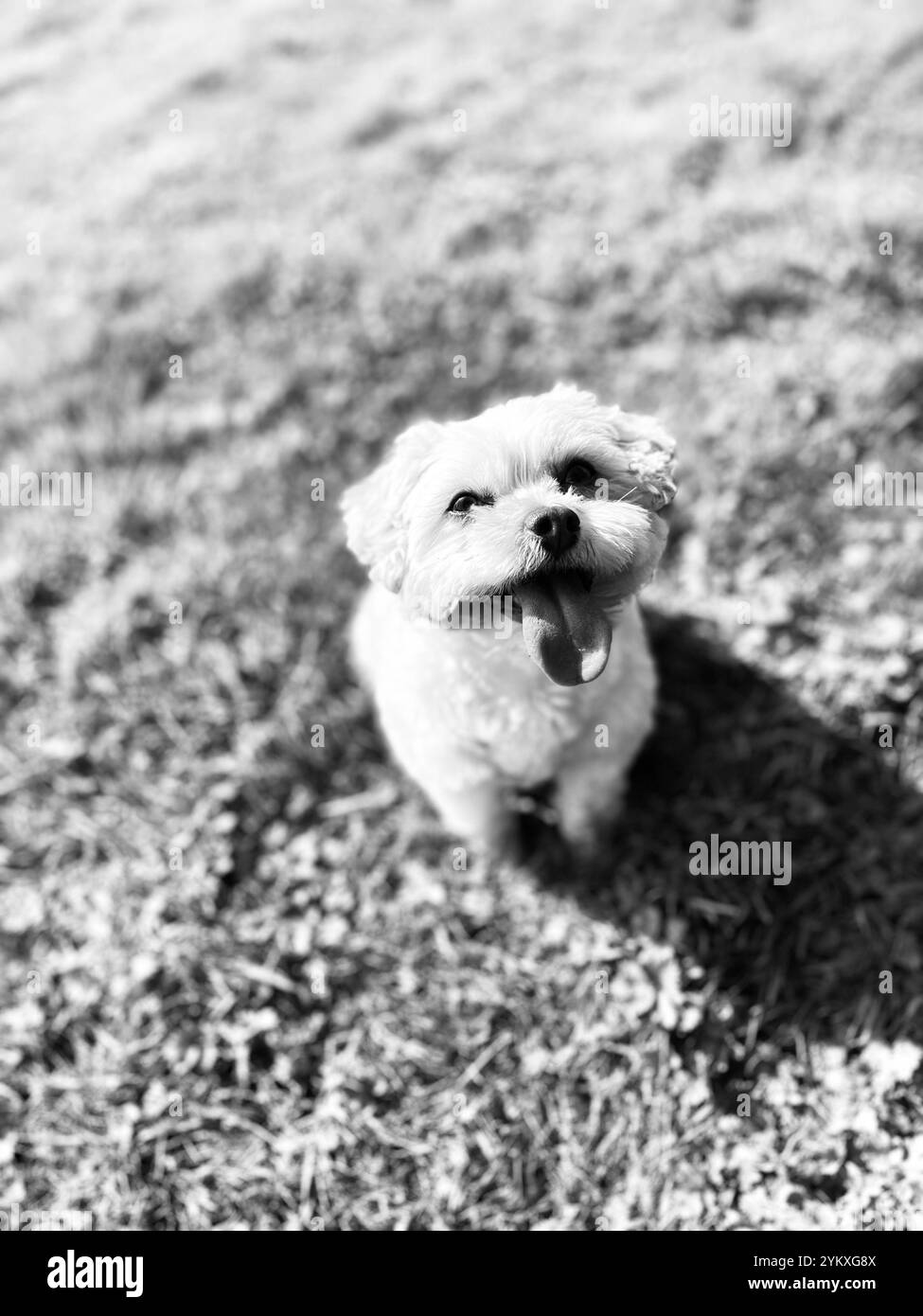 love doggies Banque D'Images