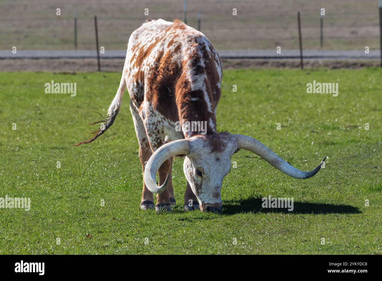 Texas Longhorn pâturage herbeux à Henrietta, Texas. Banque D'Images