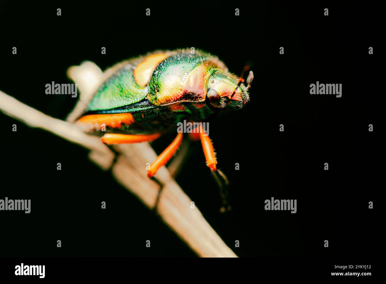 Scutelleridae est une famille de vrais insectes. Ils sont communément connus comme des insectes de bijou ou des insectes de bouclier métallique en raison de leur coloration souvent brillante. Banque D'Images