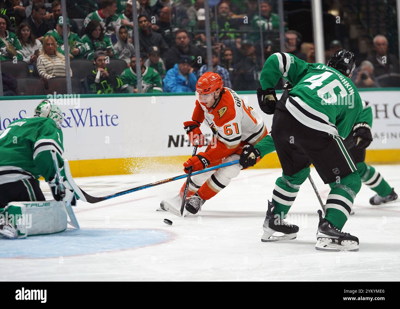 Dallas, États-Unis. 18 novembre 2024. Cutter Gauthier #61 des Ducks d'Anaheim qui patinent avec la rondelle contre les Stars de Dallas lors du match de saison régulière de la LNH au American Airlines Center. Score final Dallas Stars 2- 4 Canards d'Anaheim. Le 18 novembre 2024 à Dallas, Texas. (Photo de Javier Vicencio/Eyepix Group) crédit : Eyepix Group/Alamy Live News Banque D'Images