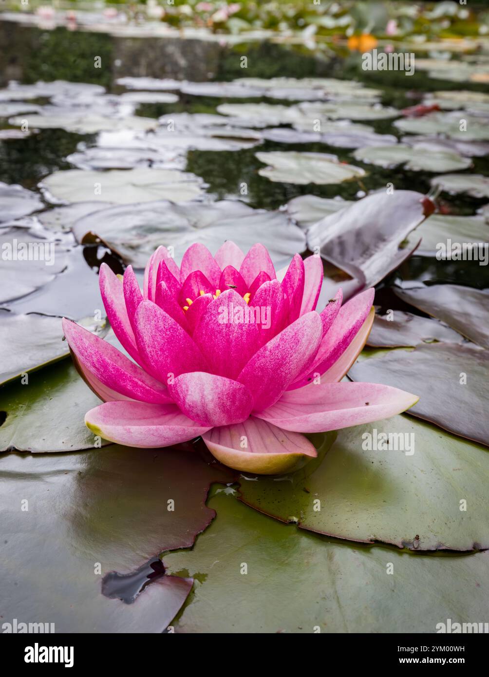 Fleur de nénuphar rose [ Nymphaea sp ] sur étang Banque D'Images