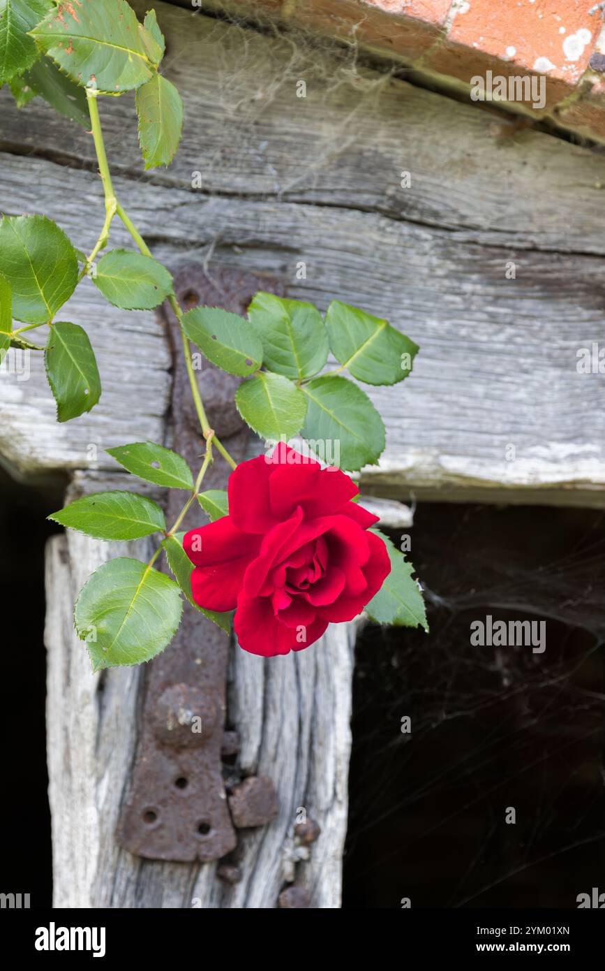 Fleur de rose rouge poussant sur la vieille grange Banque D'Images