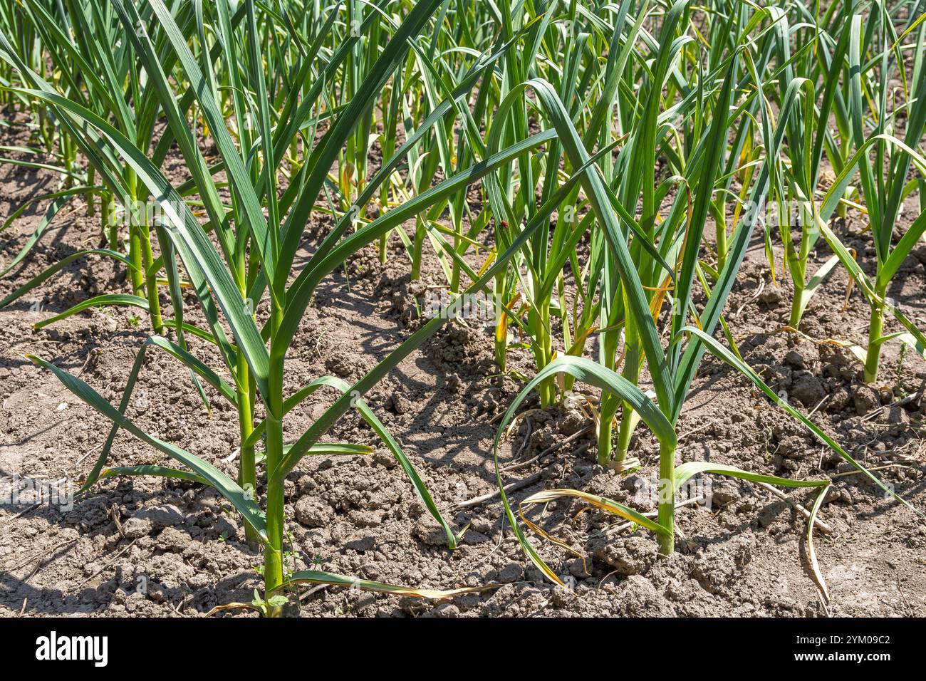 L'ail vert pousse dans le sol du jardin. Un gros plan de plantes d'ail vert poussant dans un jardin entouré de terre cultivée symbolise le jardinage durable Banque D'Images