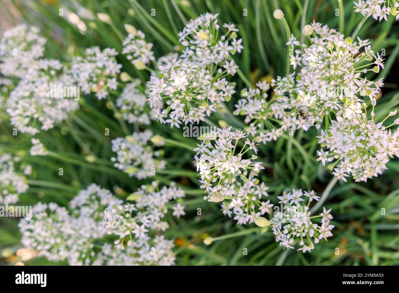 Fleurs de ciboulette américaine Allium blanc neige Banque D'Images Fleurs de ciboulette américaine Allium blanc neige Banque D'Images