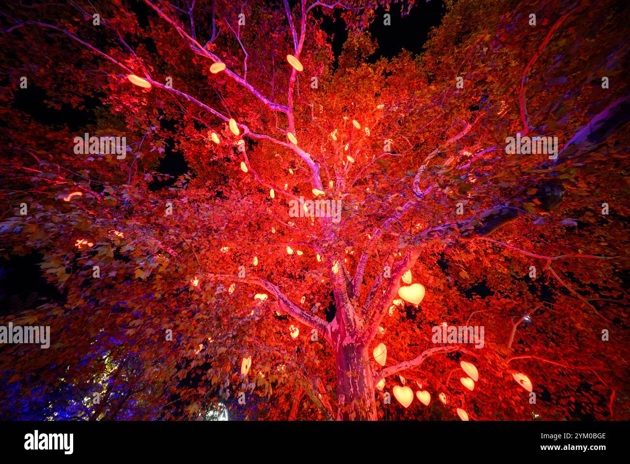 Illustration sur le thème du marché de Noël/Noël/marché de Noël/Avent. Photo prise au marché de Noël sur la Rathausplatz le samedi 16 novembre 2024, à Vienne, Autriche. Vue dans l'arbre du coeur, - 20241116 PD14786 crédit : APA-PictureDesk/Alamy Live News Banque D'Images