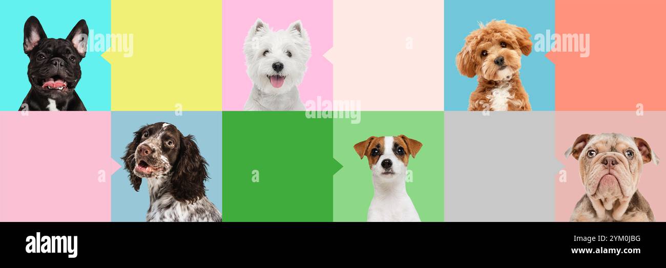 Bannière. Ensemble composé d'animaux joyeux et ludiques, de chiens de race pure domestiques avec des bulles de parole colorées avec un espace négatif pour le texte. Banque D'Images