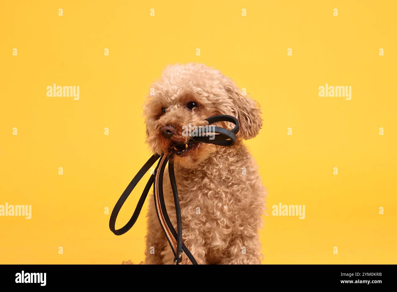 Marcher avec le chien. Mignon Maltipoo avec laisse sur fond orange Banque D'Images