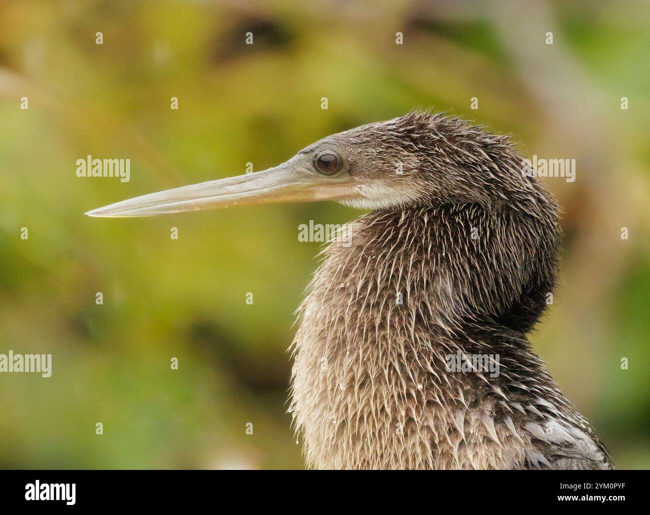 Une femelle anhinga pose pendant une tempête de pluie dans les everglades. Banque D'Images