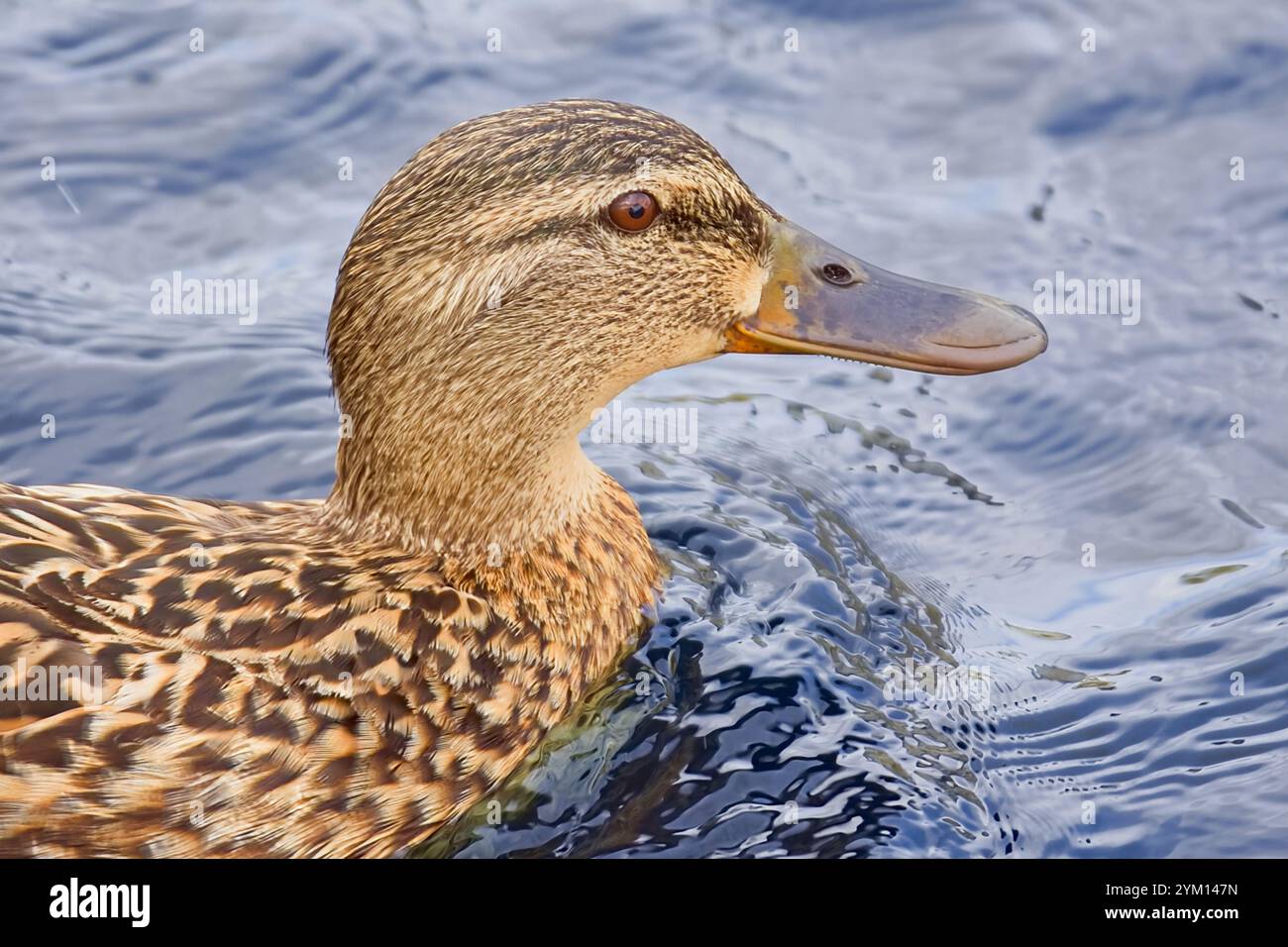 Portrait de canard colvert femelle en gros plan montrant une tête et un corps clairement définis, de la sauvagine, de l'ornithologie et du bec Banque D'Images