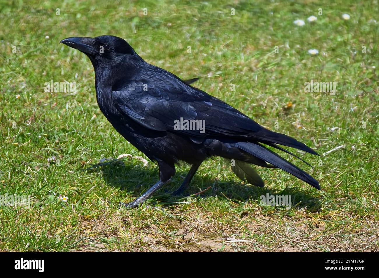 Oiseau de corbeau noir à jet unique avec long bec noir à la recherche de nourriture dans l'herbe courte. Banque D'Images