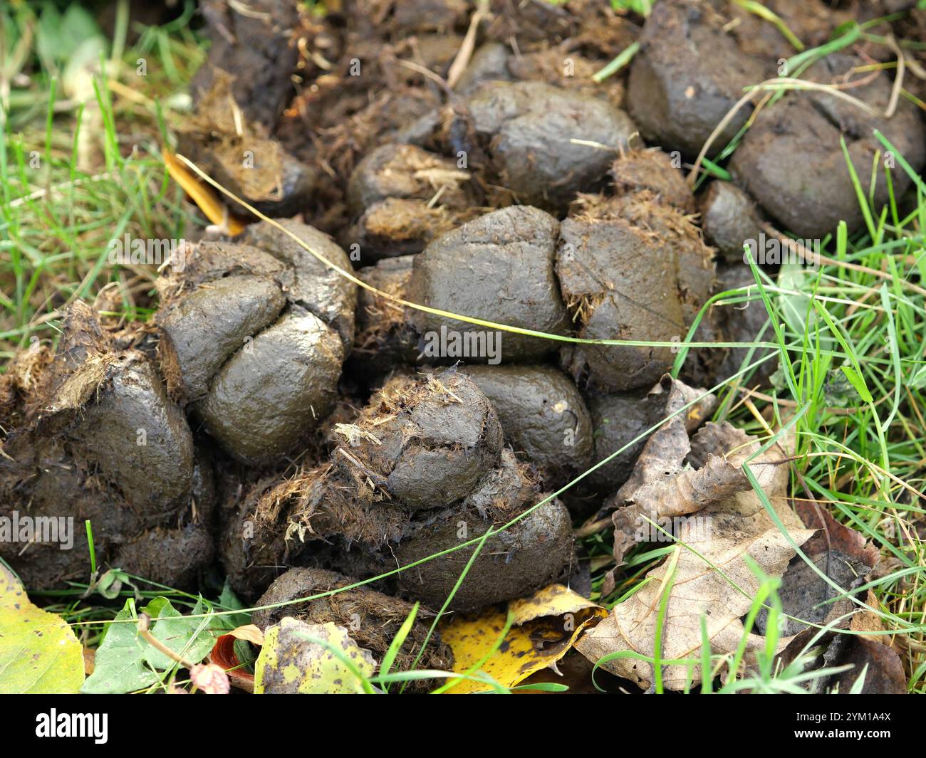 pile de fumier de cheval comme engrais précieux pour l'agriculture. Un aperçu du cycle de la nature. Banque D'Images