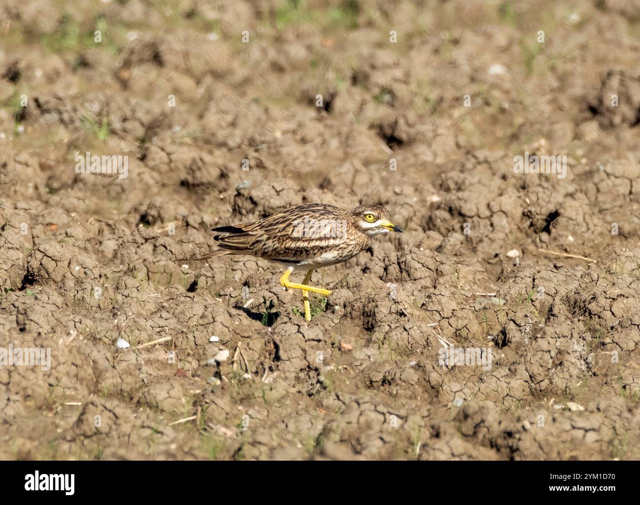 Curlew eurasien, Burhinus oedicnemus, Chypre Banque D'Images