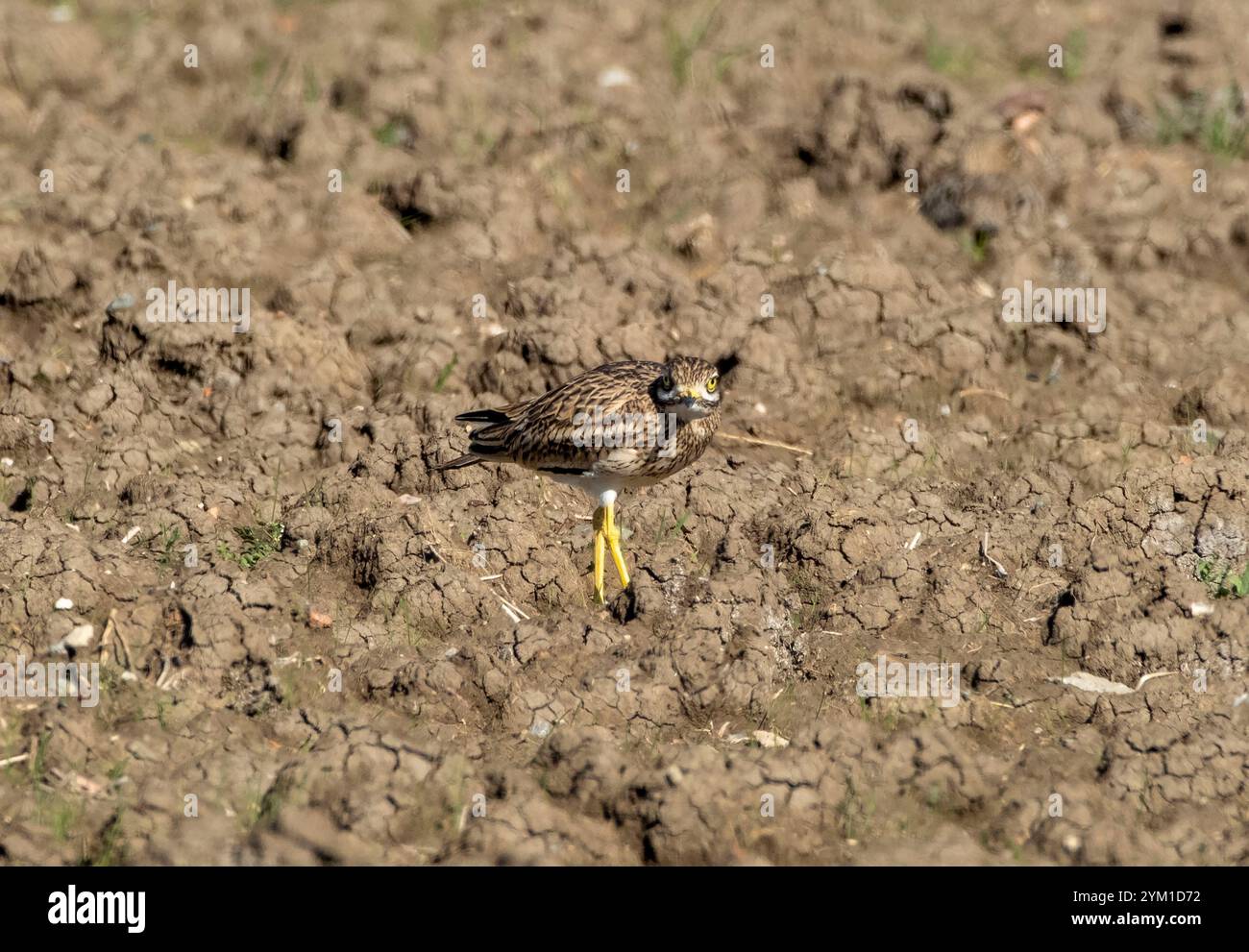 Curlew eurasien, Burhinus oedicnemus, Chypre Banque D'Images