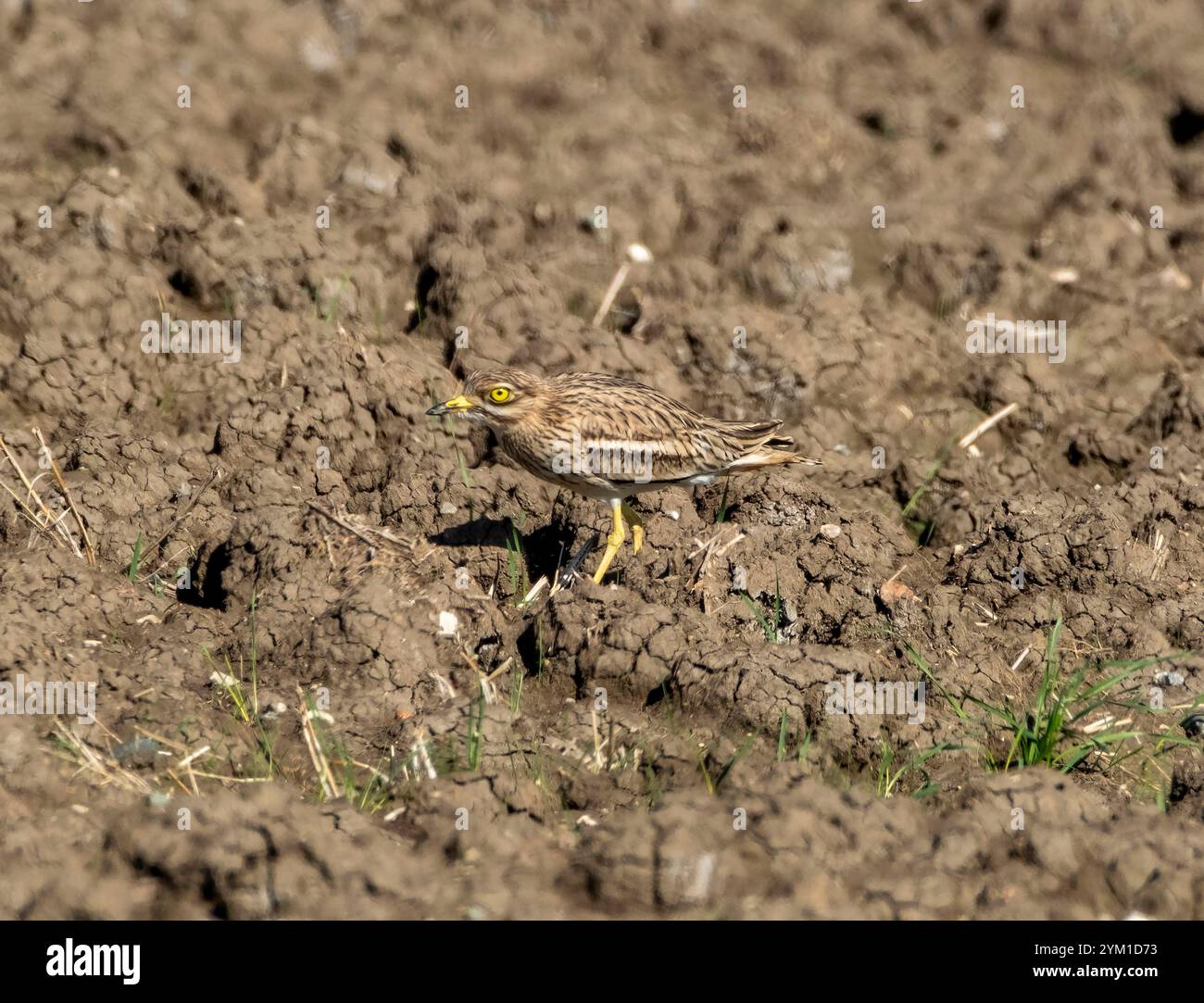 Curlew eurasien, Burhinus oedicnemus, Chypre Banque D'Images