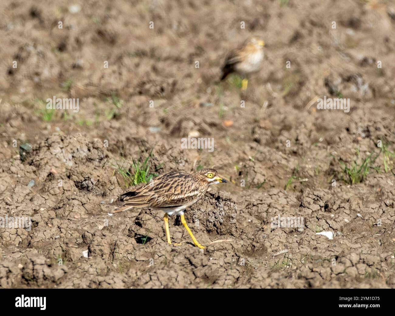 Curlew eurasien, Burhinus oedicnemus, Chypre Banque D'Images