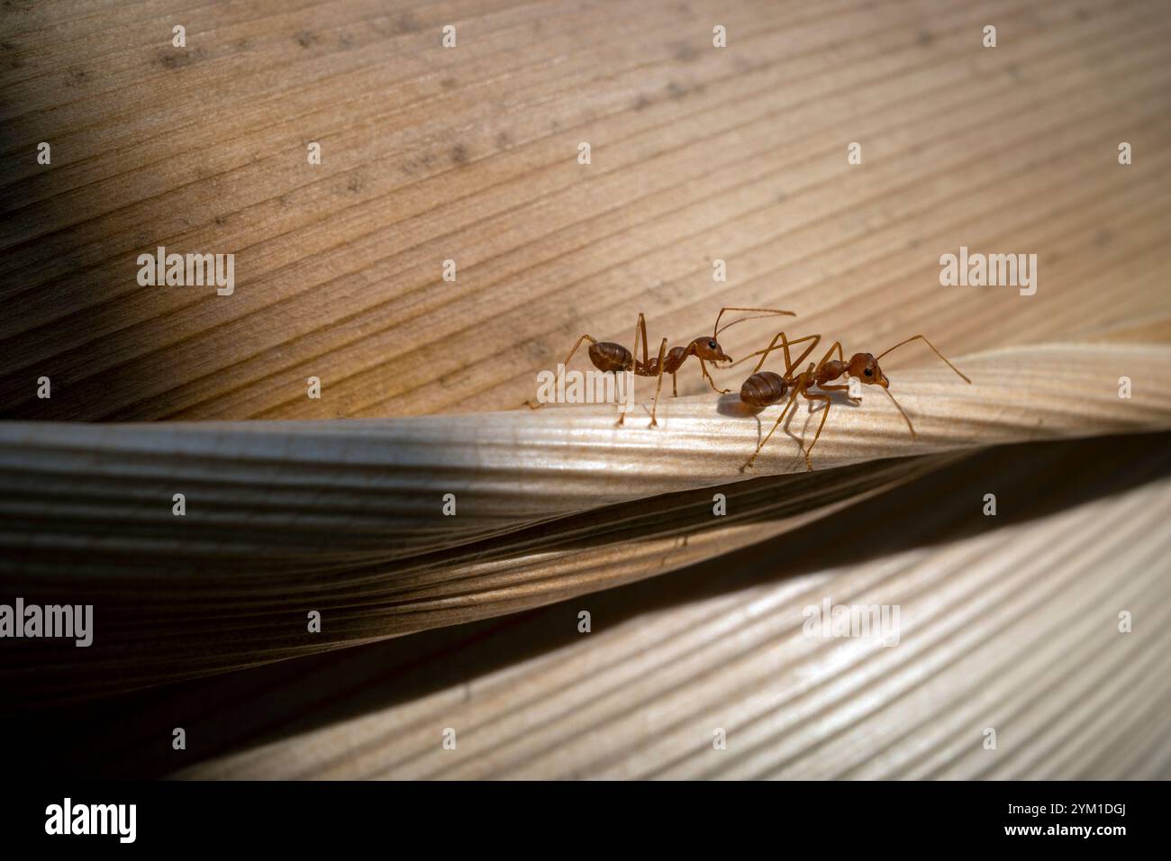 Gros plan de deux fourmis rouges marchant sur la surface de l'écorce de palmier. Banque D'Images