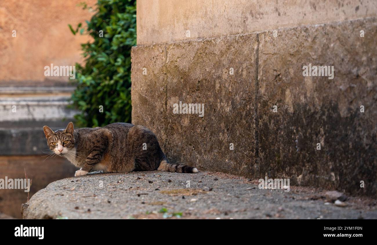 Rome, Italie - 29 mai 2024 : solitude d'un chat parmi les anciennes pierres tombales de Rome dans le cimetière monumental de Verano. Banque D'Images
