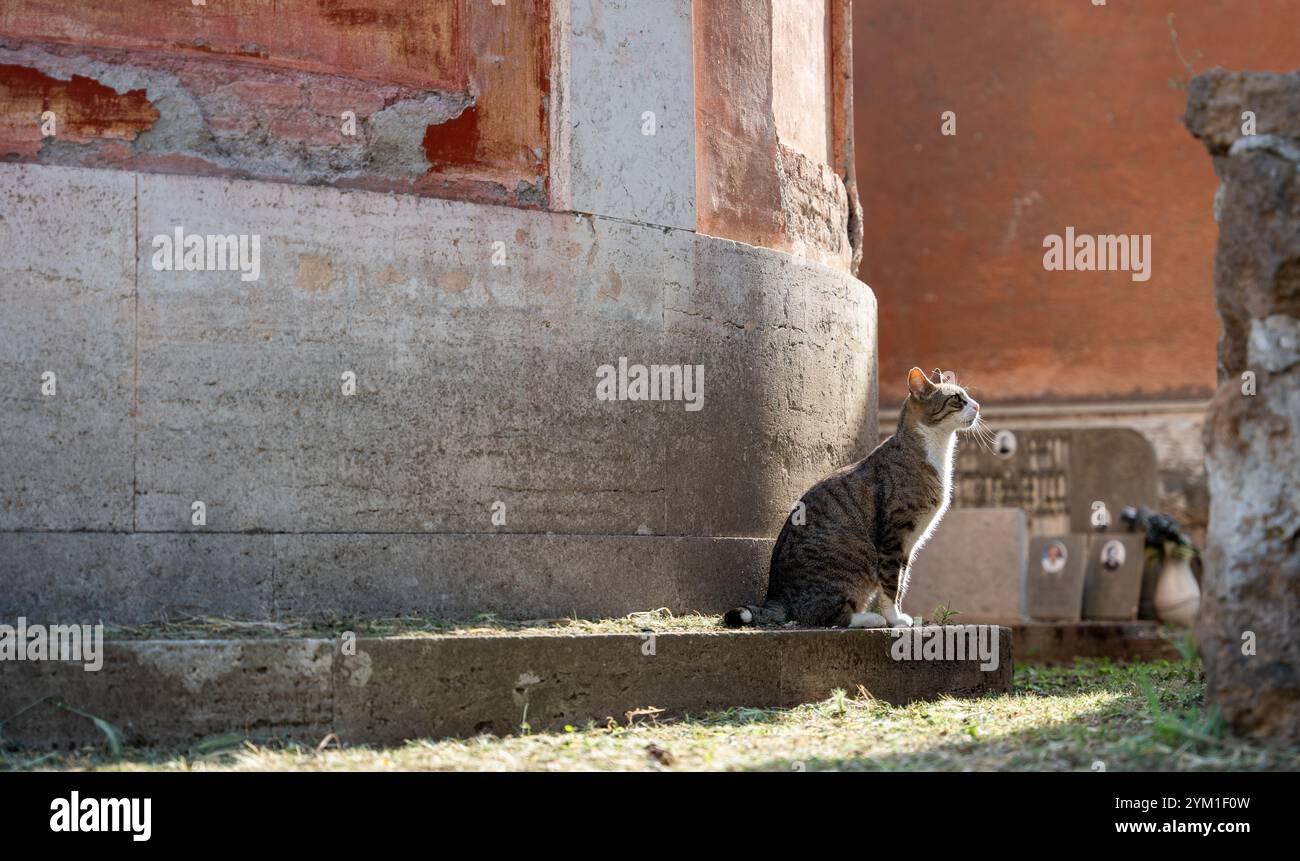 Rome, Italie - 29 mai 2024 : solitude d'un chat parmi les anciennes pierres tombales de Rome dans le cimetière monumental de Verano. Banque D'Images